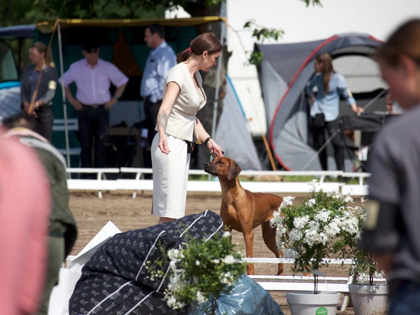 Rhodesian Ridgeback im Ausstellungsring