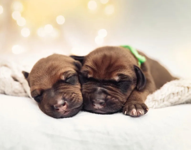 Schlafende Rhodesian Ridgeback Welpen