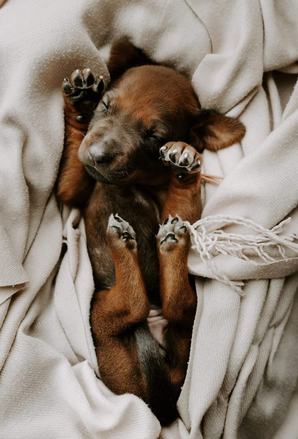 Rhodesian Ridgeback Welpe in einer Decke