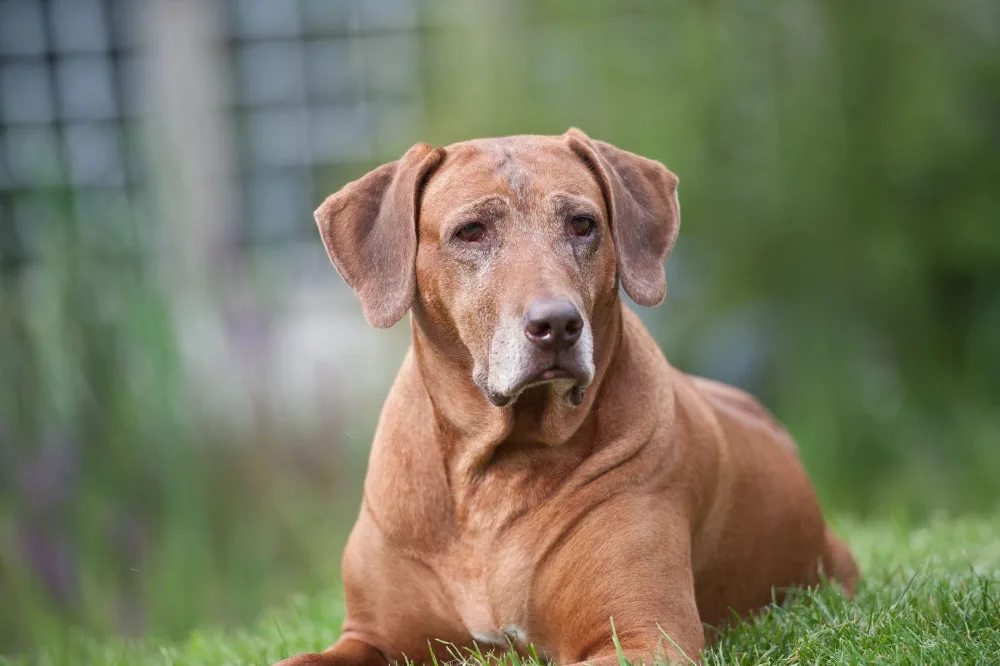 Rhodesian Ridgeback Senior mit grauer Schnauze