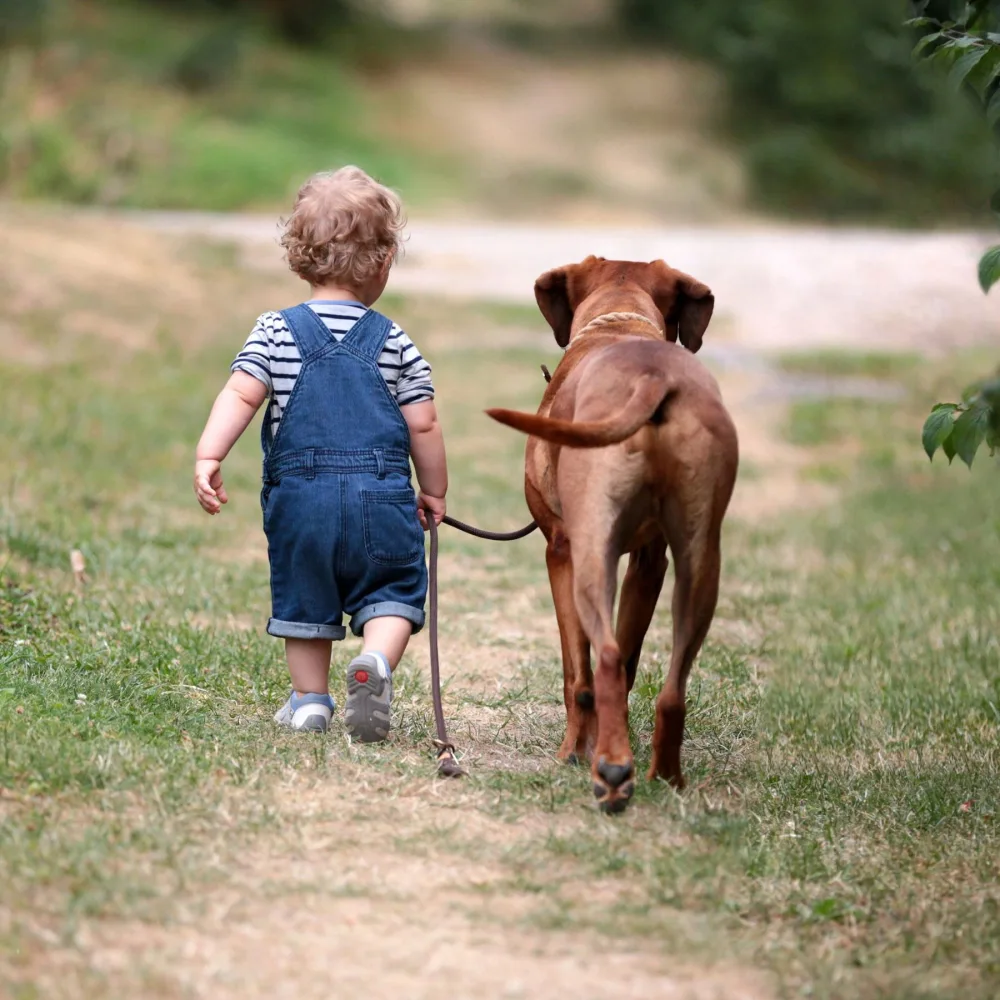 Rhodesian Ridgeback und Kind