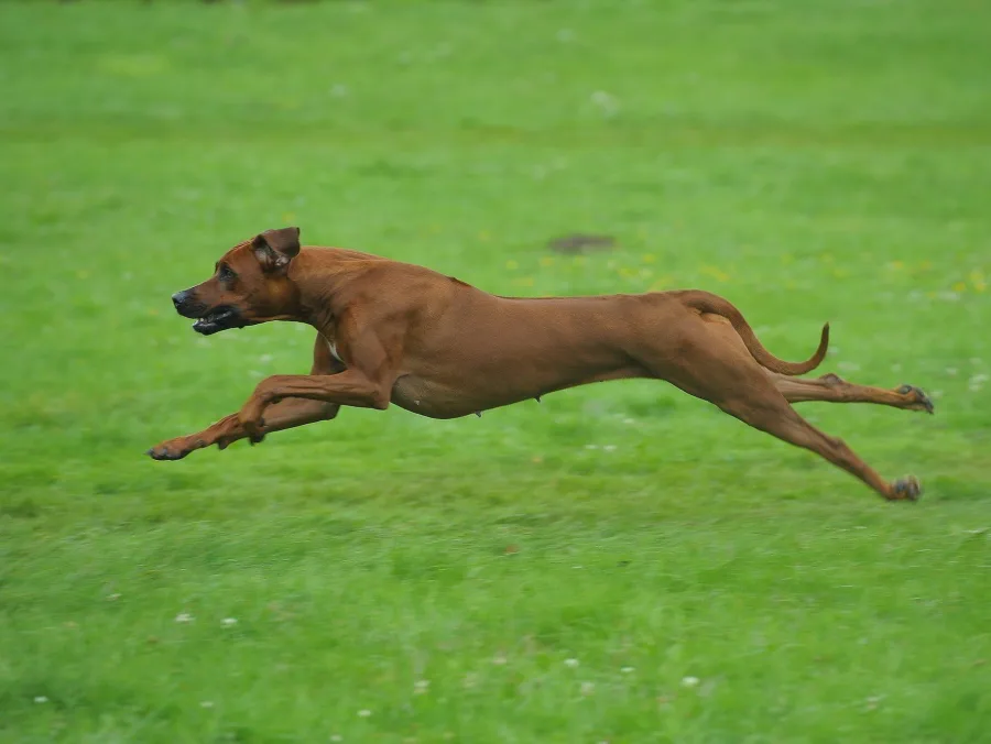 Coursing und Lure-Coursing