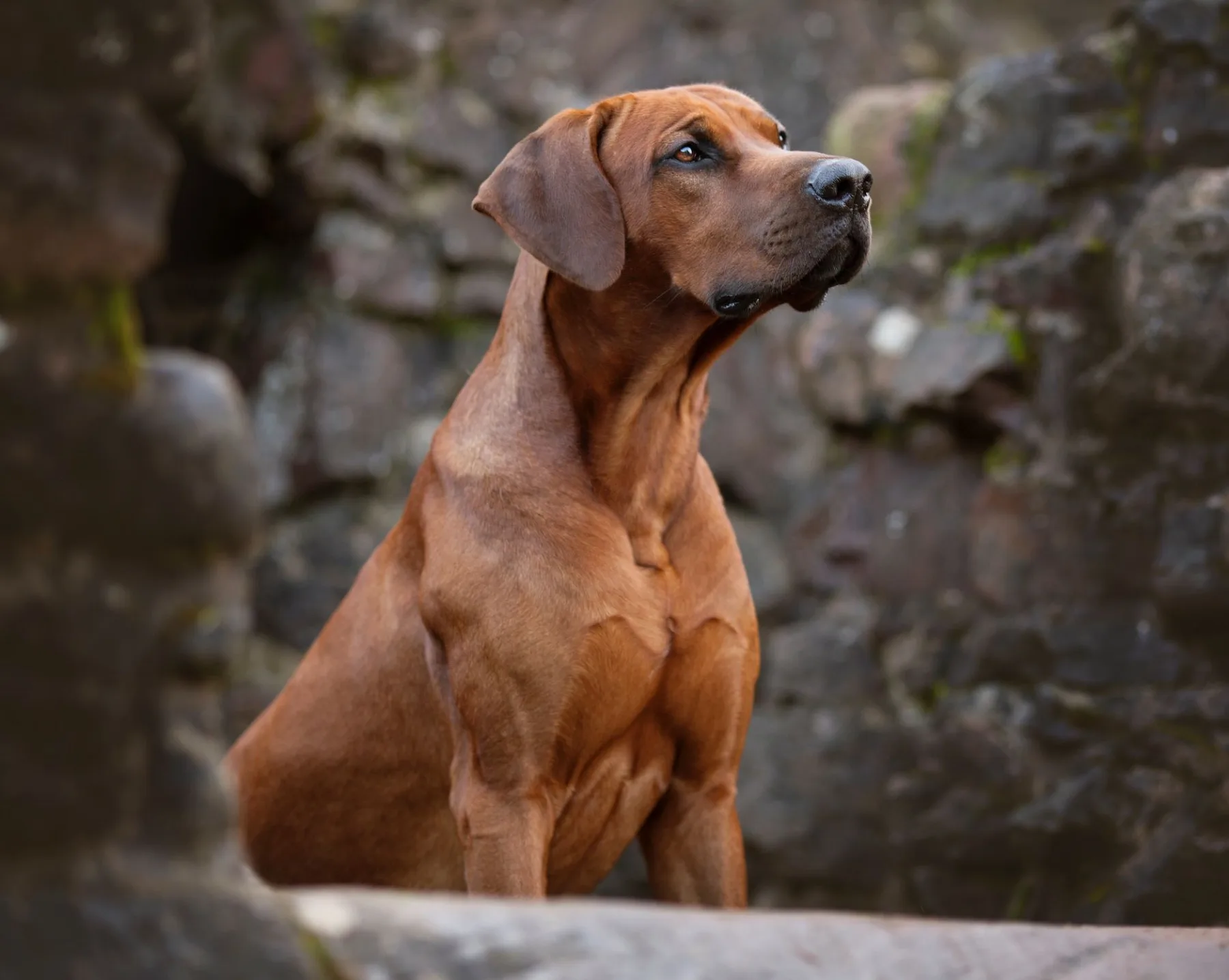 Rhodesian Ridgeback vor einer Felswand