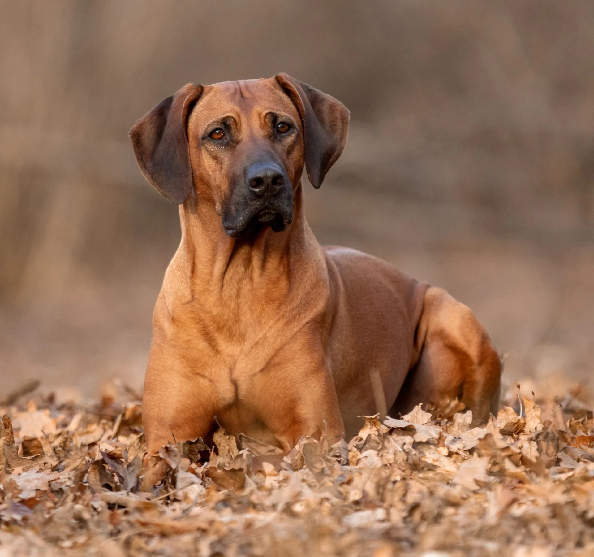 Rhodesian Ridgeback im Herbstlaub