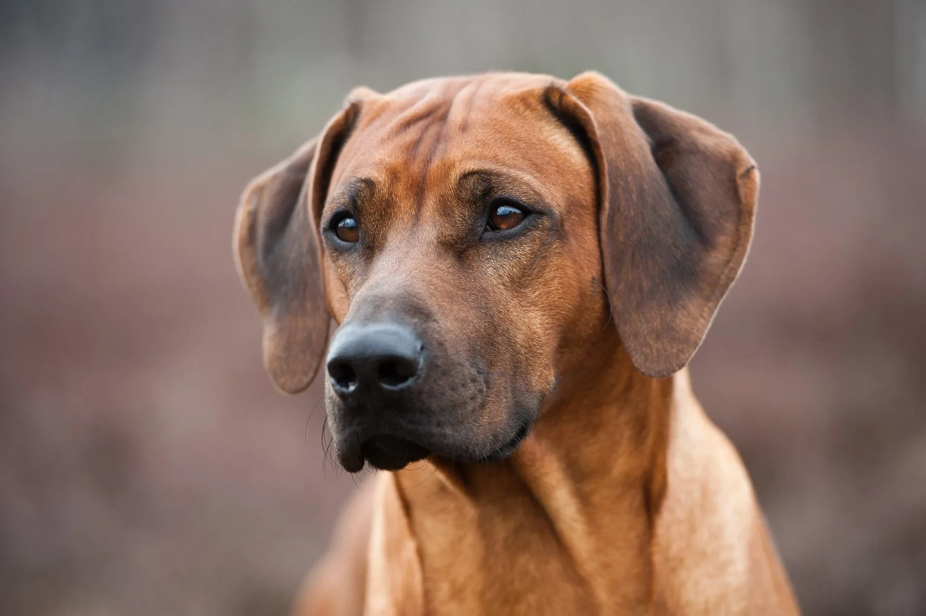 Rhodesian Ridgeback Portrait