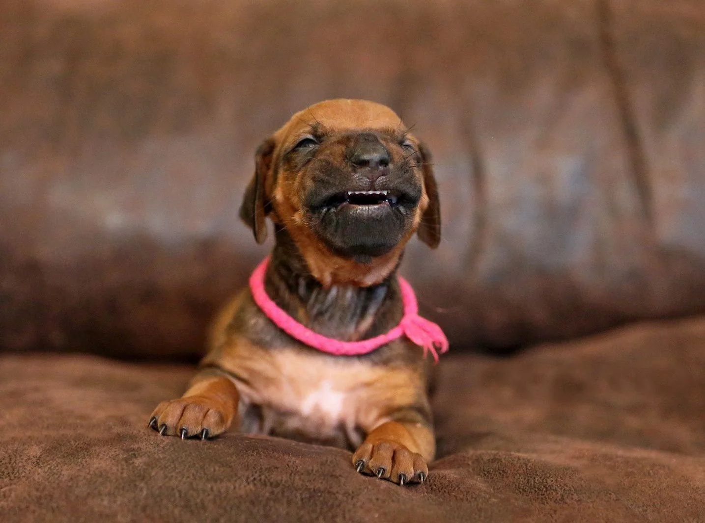 Rhodesian Ridgeback Welpe
