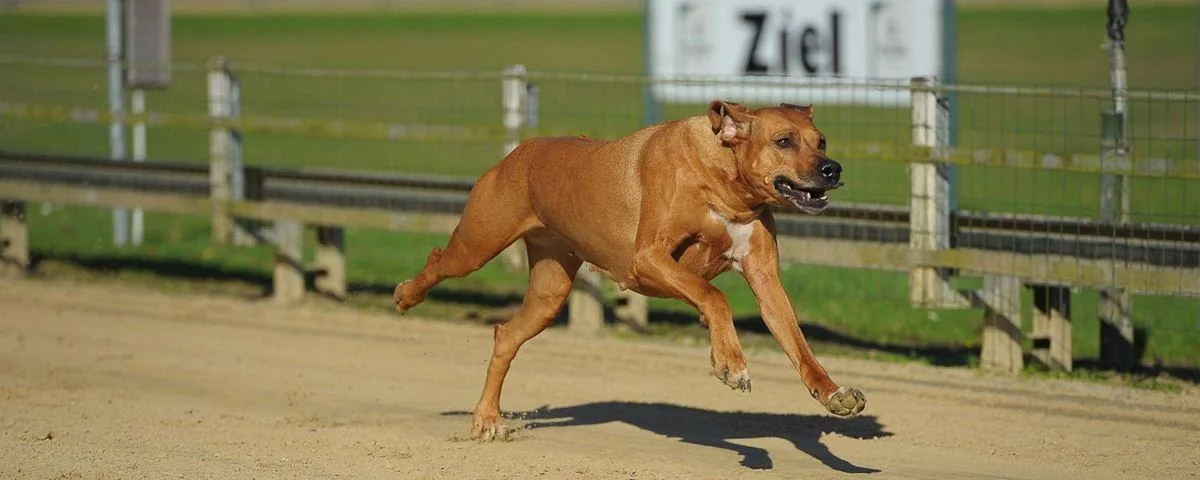 Rhodesian Ridgeback