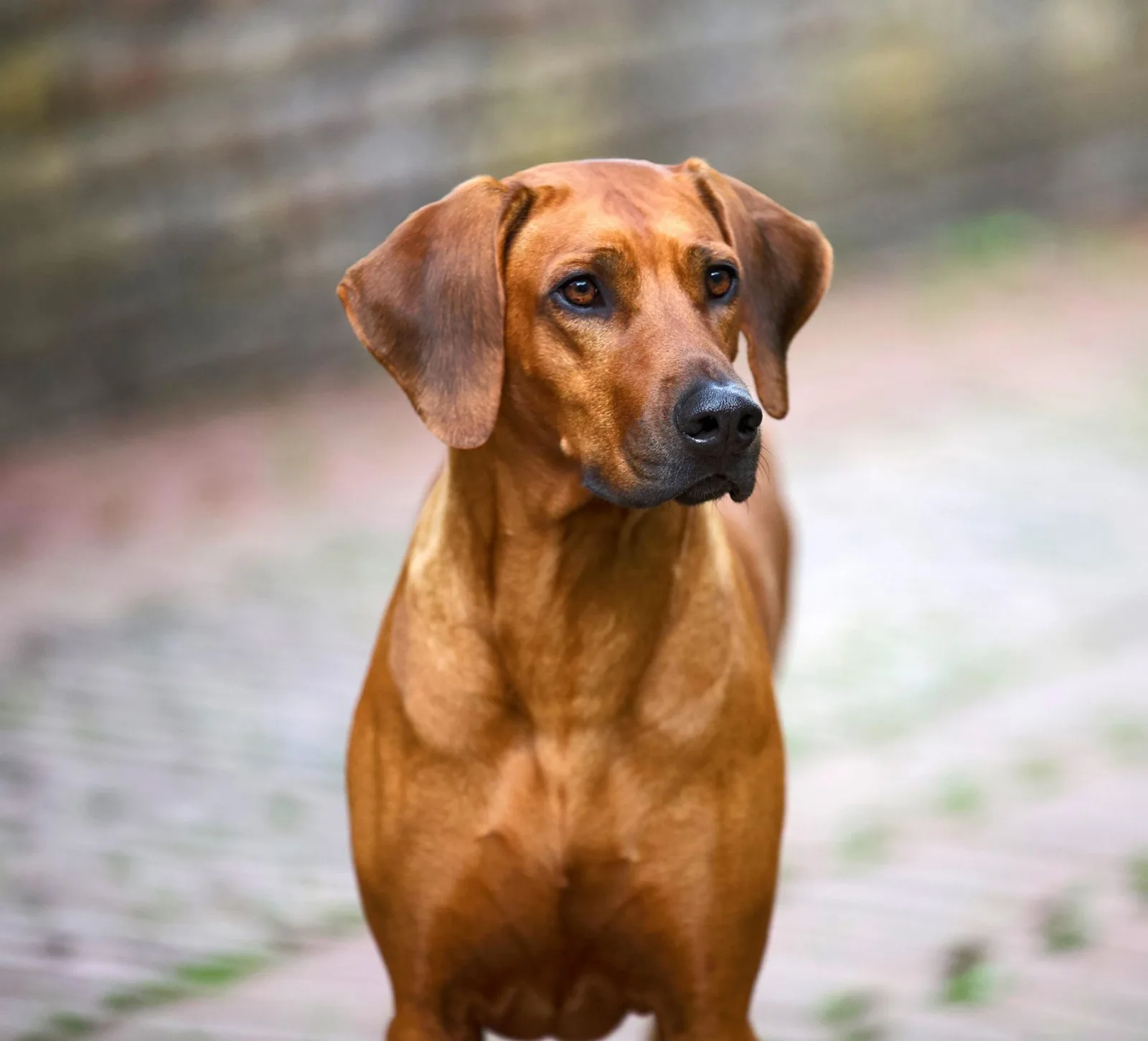 Rhodesian Ridgeback Hündin