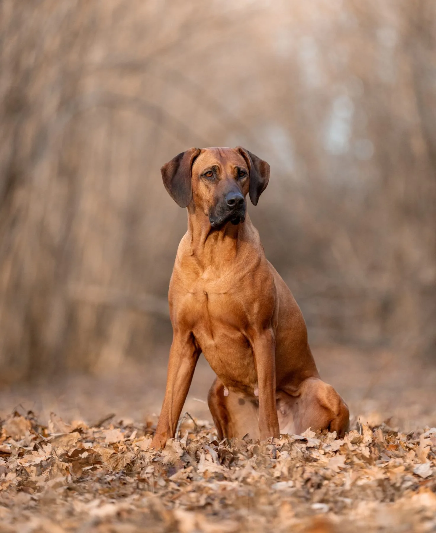 Rhodesian Ridgeback im Herbstlaub
