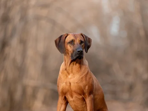 Bundessieger Dortmund  & Crufts-Qualification