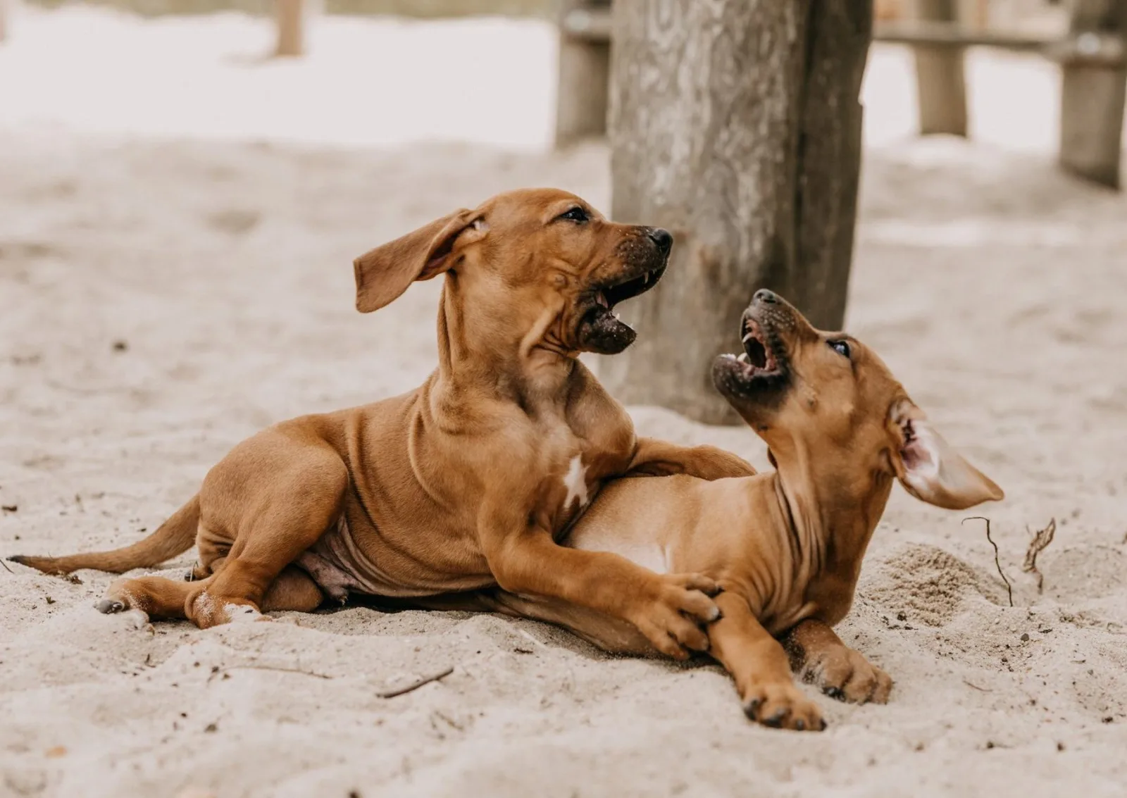 Spielende Rhodesian Ridgeback Junghunde