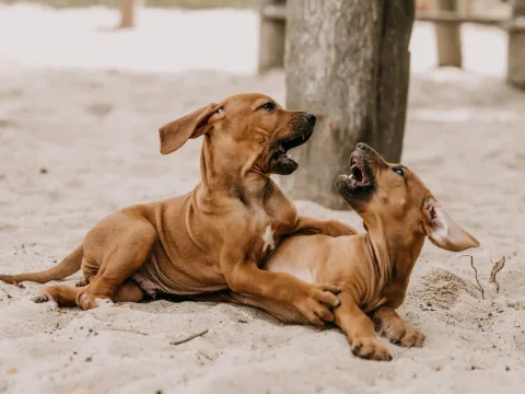 Züchterfortbildung - Genetik bei Rhodesian Ridgeback
