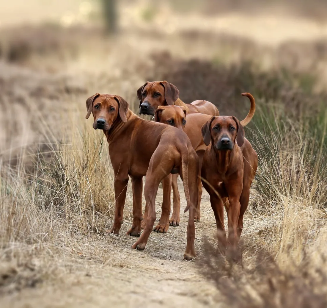 Gruppe Rhodesian Ridgebacks in der Heide