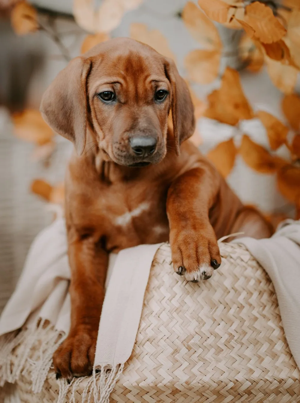 Rhodesian Ridgeback Welpe im Korb